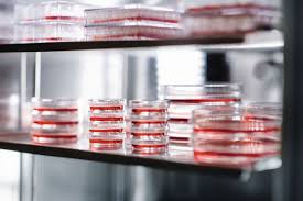 二氧化碳培養箱做培養時注意培養箱濕度、防止箱內污染做好箱內消毒